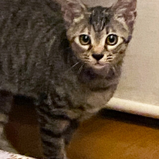 あどけないお顔がチャーミング♡小ぶりなキジトラ♀