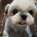 ニコラ