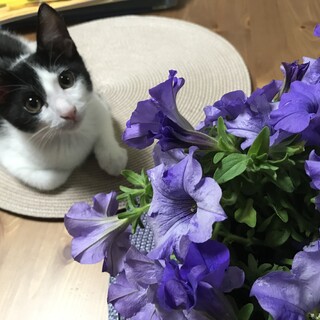 愛嬌たっぷり白黒のみー君の家族になって下さい！