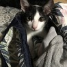 愛嬌たっぷり白黒のみー君の家族になって下さい！ サムネイル2