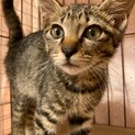2ヶ月の可愛い兄弟猫　