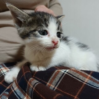 【ウシちゃん・オス】段ボール遺棄子猫４匹