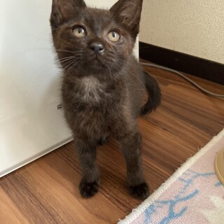 甘えん坊の黒猫男の子