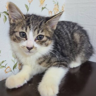 トライアル中サララ♀