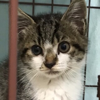 トライアル中　可愛い顔のキジシロ男の子
