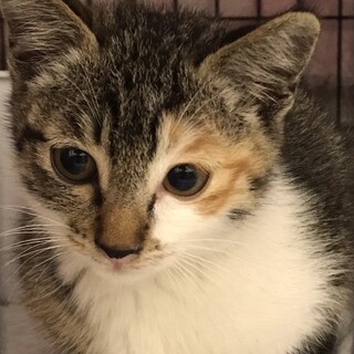 トライアル中　キジ白系三毛女の子