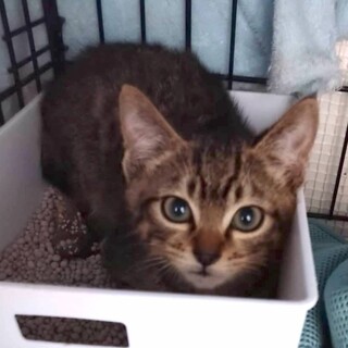 Help！可愛い❤️トイレinのキジトラ男子