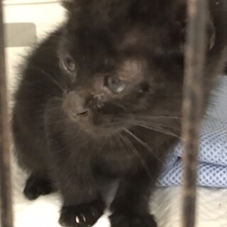 トライアル中　黒猫ちゃん新しいお家を探しています