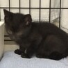 トライアル中　黒猫ちゃん新しいお家を探しています サムネイル2