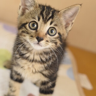 アメショーのようなナマスちゃん