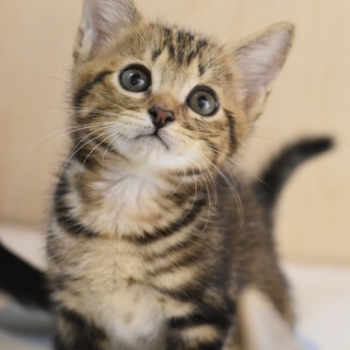 アメショーのようなモヤシくん