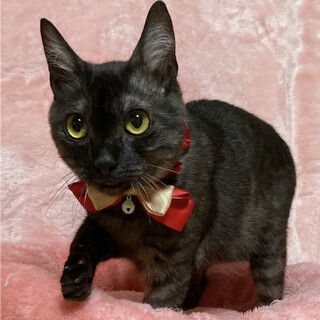 希少なブラックスモークタビー！人慣れ抜群の１歳