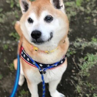人懐こくてまだまだ元気！な柴犬タロウくん
