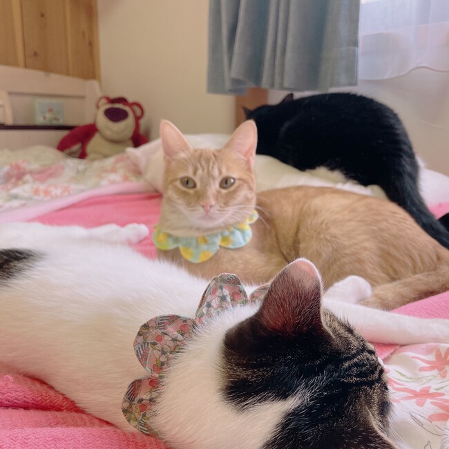 CHEE.のカバー写真