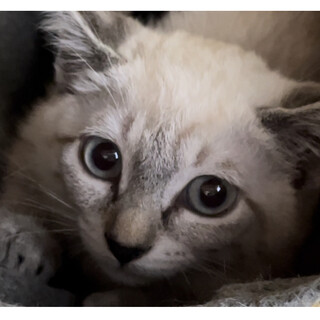 シャムミックス☆実はおてんばかも(^^)