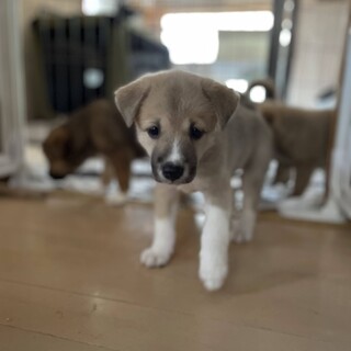 みんな大好き♪子犬べこ♀2か月