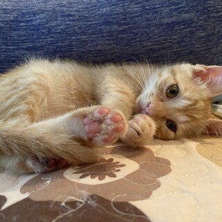 元気いっぱい茶トラ♡【テンマ】君