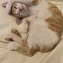 とっても仲良し茶白兄弟