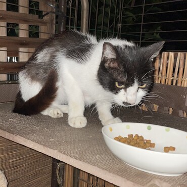 捨て猫が増えてデッキが危ない！ブチコは守りを固める＼＼\\٩( 'ω' )و //／／