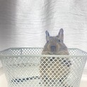 2ヶ月の可愛いデグーくん