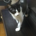 里親募集です　背中に羽根のような模様あります