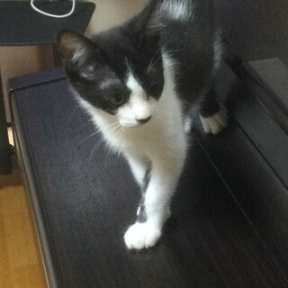 里親募集です　背中に羽根のような模様あります