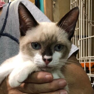 元気で活発な、ブルーアイが可愛いシャム系ゆず君！