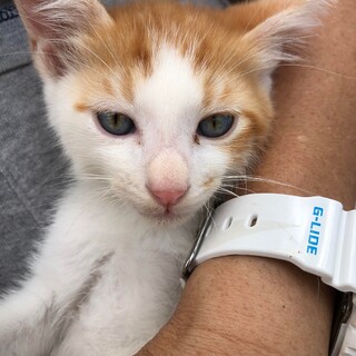 とっても可愛い４匹兄妹チビにゃん、茶白の小マロ君！