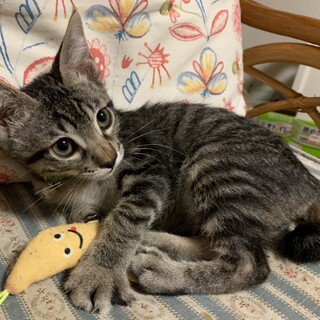 人の側が好き❤️キジトラ男子ピッコロ