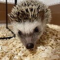 可愛らしいハリネズミ