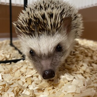 可愛らしいハリネズミ