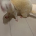 2歳の無邪気な男の子です。
