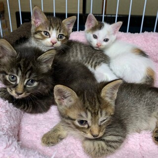 仲良し野菜兄姉妹トマトみょうがパセリ君ラディッシュ