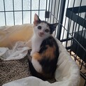 保護猫を迎えよう‼️4-8♀️