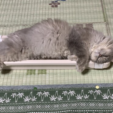 最近のお気に入り
