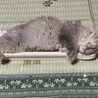 最近のお気に入り
