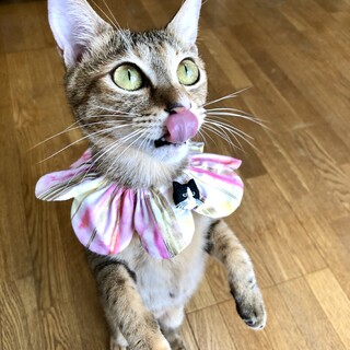 甘えん坊人間大好き◎美形幼母猫♡琥珀ちゃん