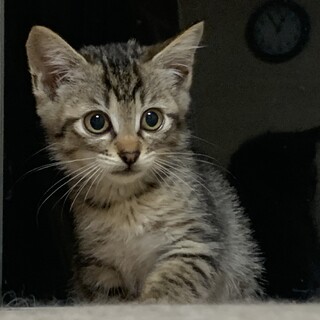 可愛い姉妹猫(生後2ヶ月)