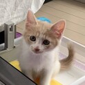 新幹線甘えん坊兄姉妹③のぞみちゃん