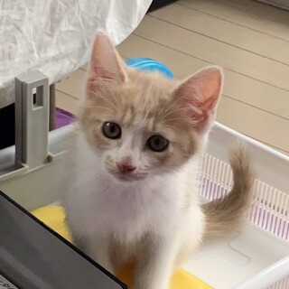 新幹線甘えん坊兄姉妹③のぞみちゃん