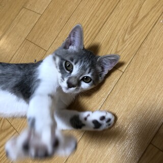 グレー白♀人慣れ抜群！グレコちゃん