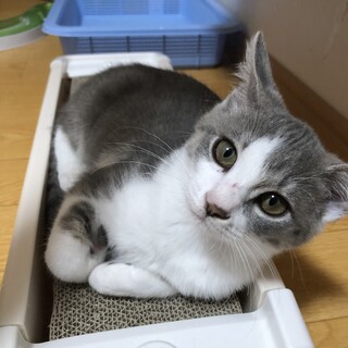 グレー白ハチワレ♀マイペースのグレミちゃん