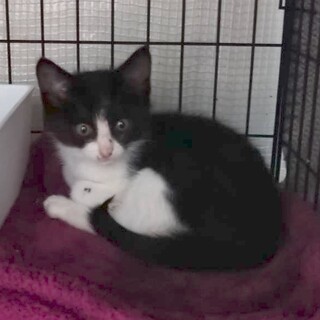 Help！期限あり　可愛い❤️人気のハチワレ男子