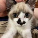 保護猫メル君　