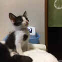 白黒ハチワレ男の子　里親さん決定!!