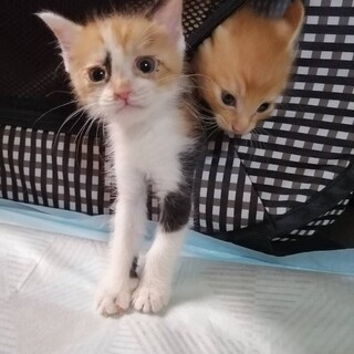 スクスク元気なミケちゃん♪