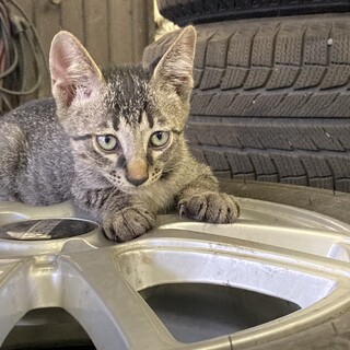 わんばくなキジトラの男の子！