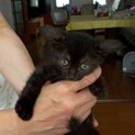 黒猫男の子　里親さん決定!!
