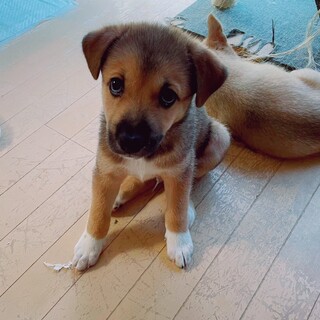 性格はなまる子犬あっち♂ 2か月