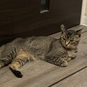 ツンデレならぐちゃん
